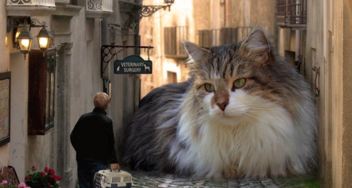 Огромные коты