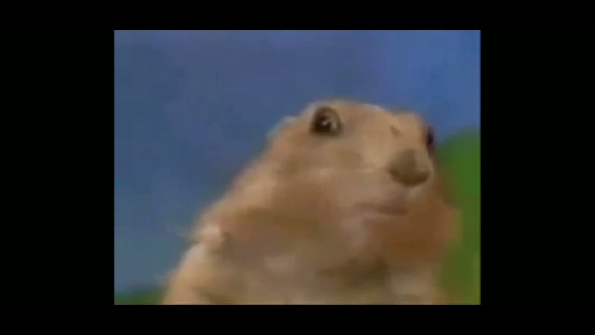 Жующий кролик gif