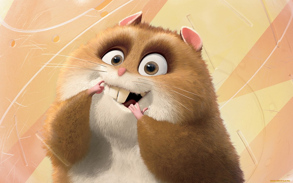 Морские свинки Корончик