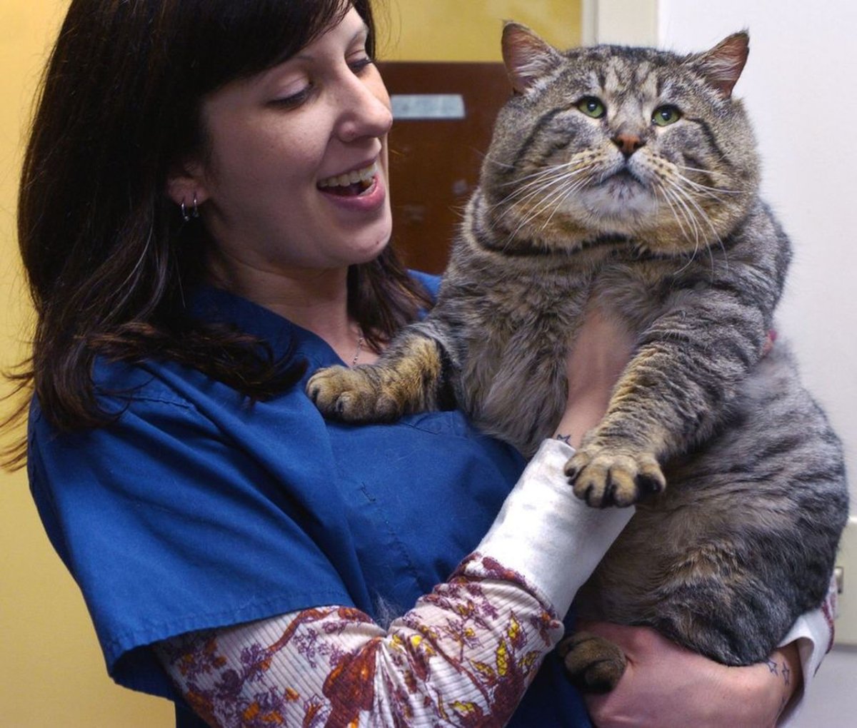 Самый тяжелый кот в мире