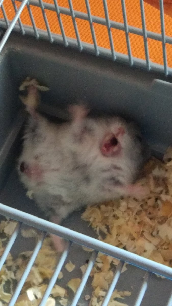 Самый умный хомяк в мире