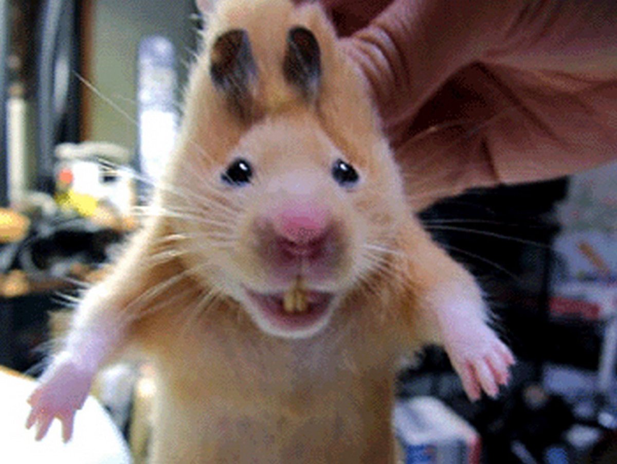 Бешеный хомяк