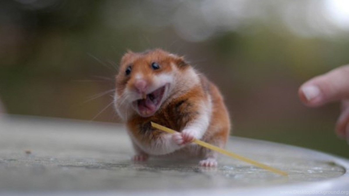 Хомячок показывает два