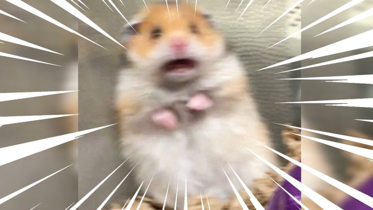 Вольт хомяк Рино