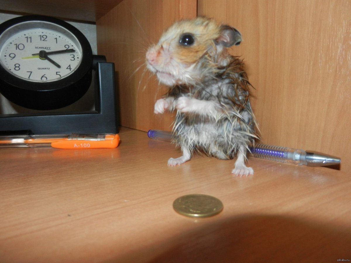 Крутой хомяк