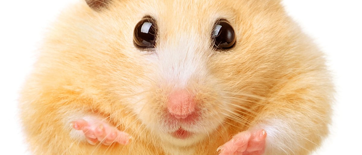 Лицо хомяка
