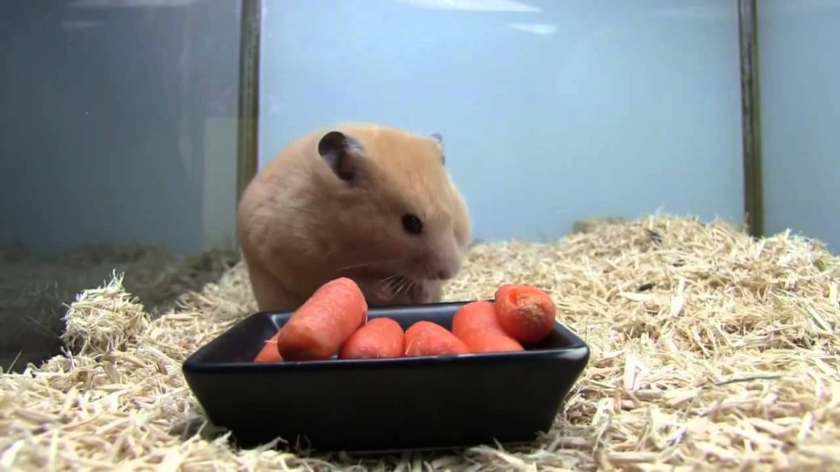 Заяц кричит