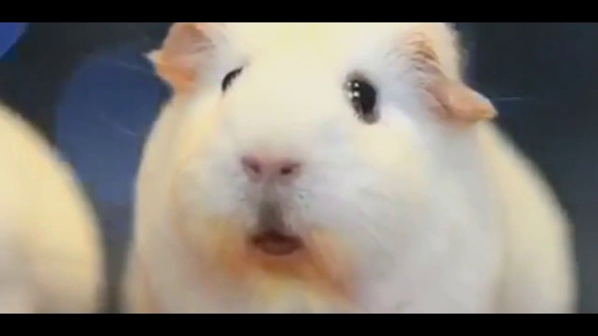 Хомяк показывает фак