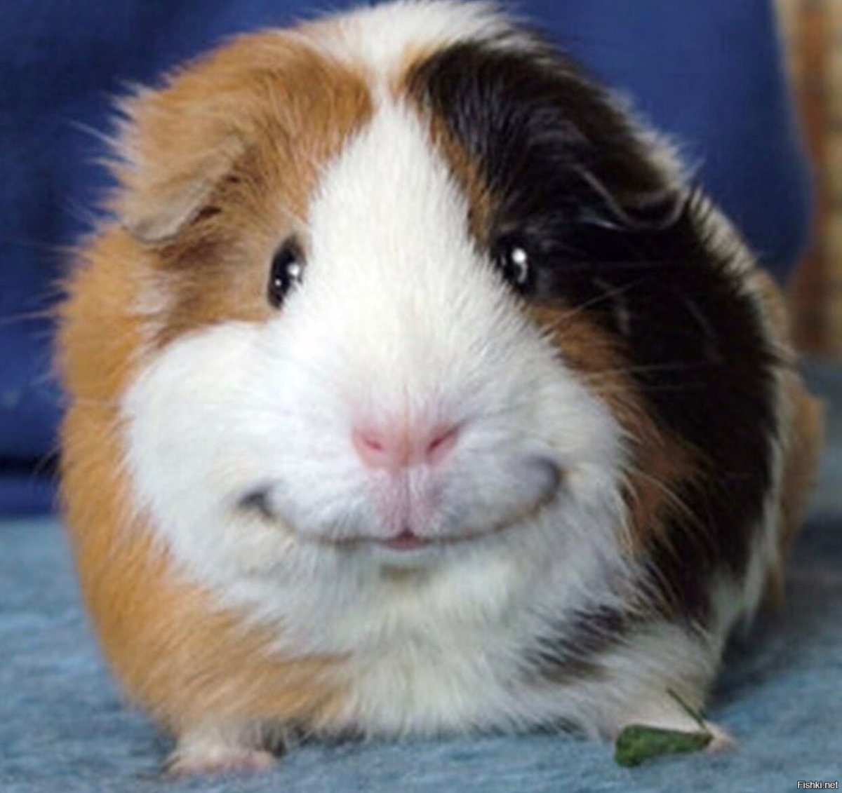 Хомячок с крестом