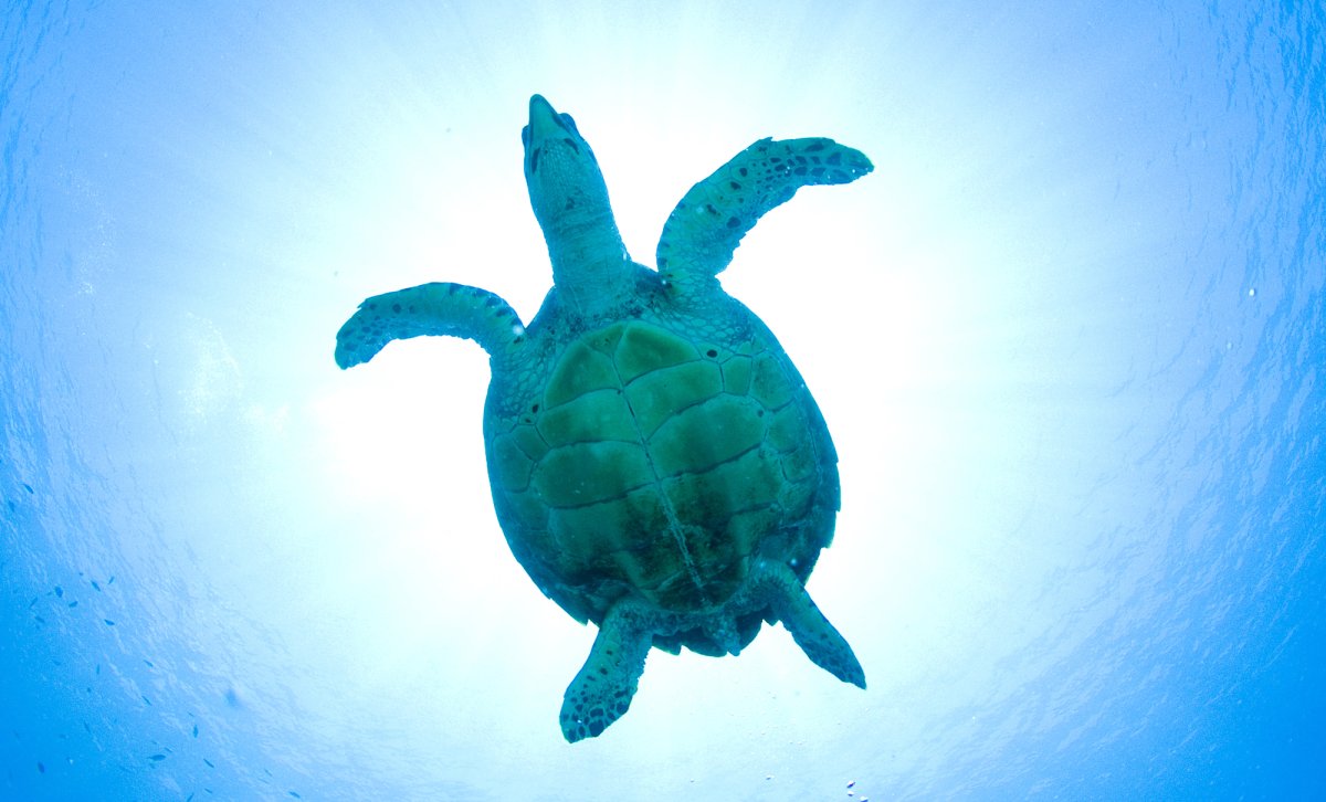 Картинка на рабочий стол на тему моря черепахи Минимализм