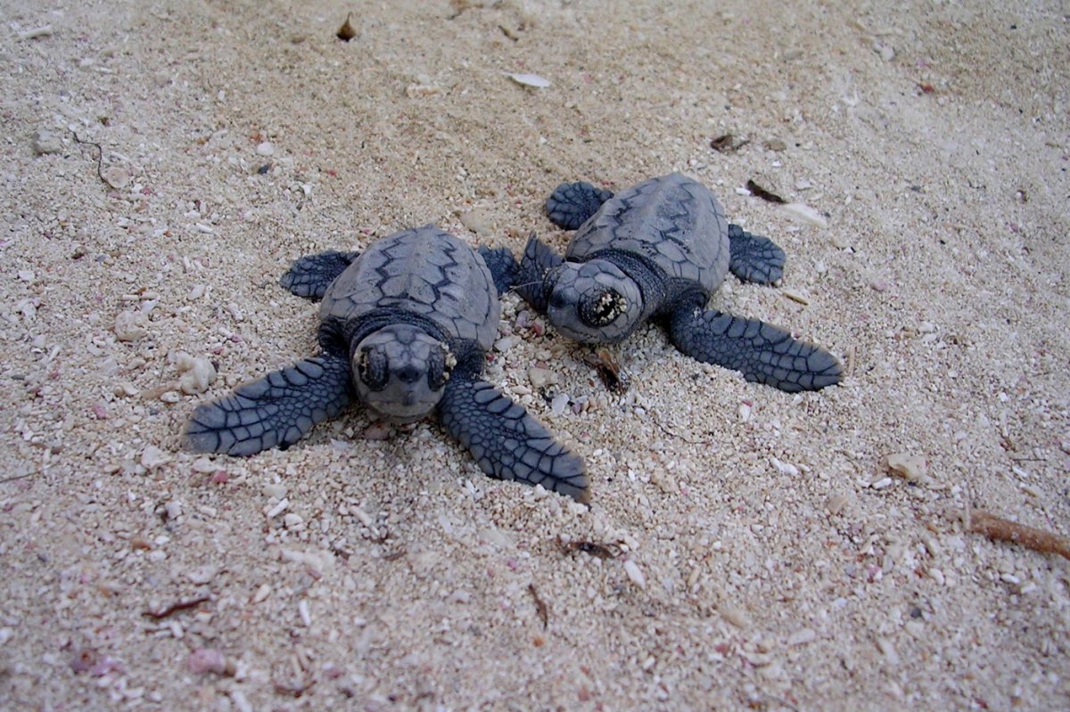 Маленькие синие Черепашки