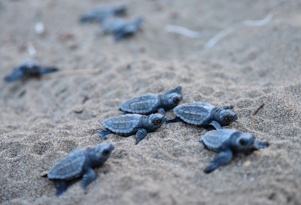 Черепашки Каретта Каретта вылупились