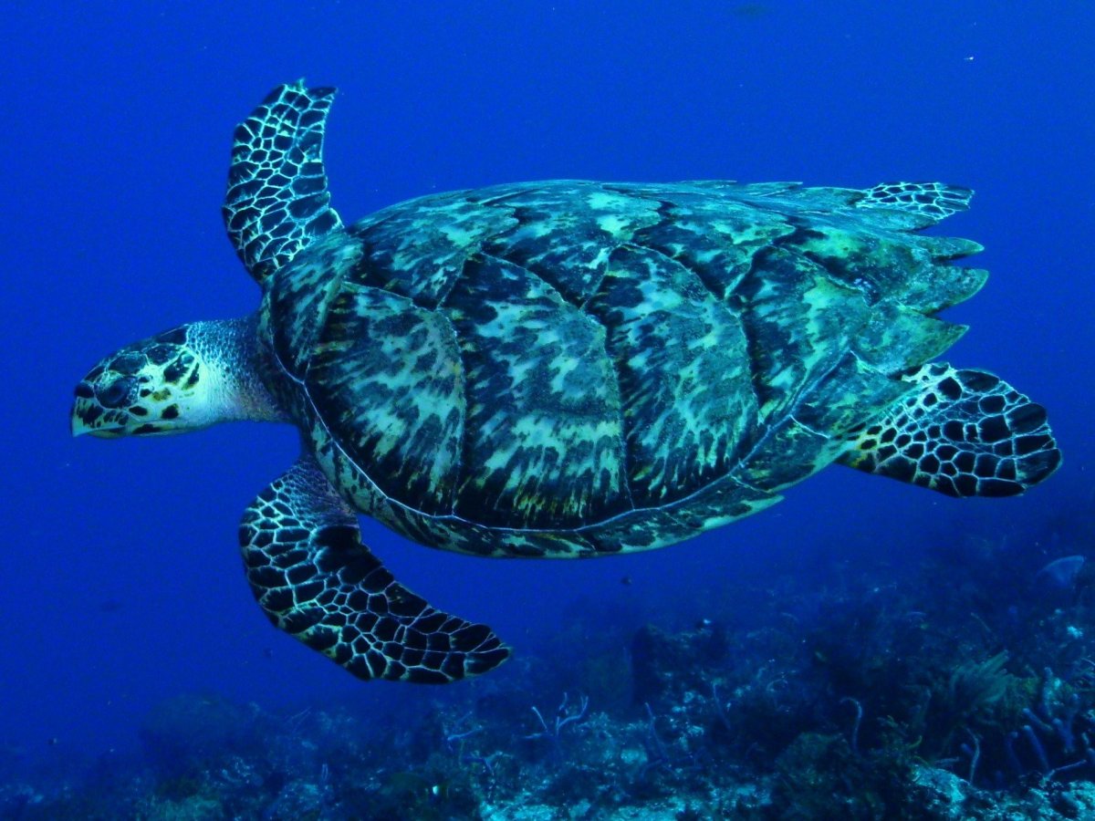 Глаза морской черепахи