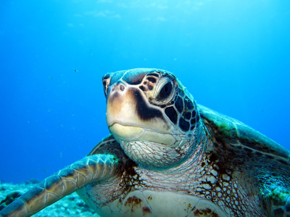 Синяя черепаха