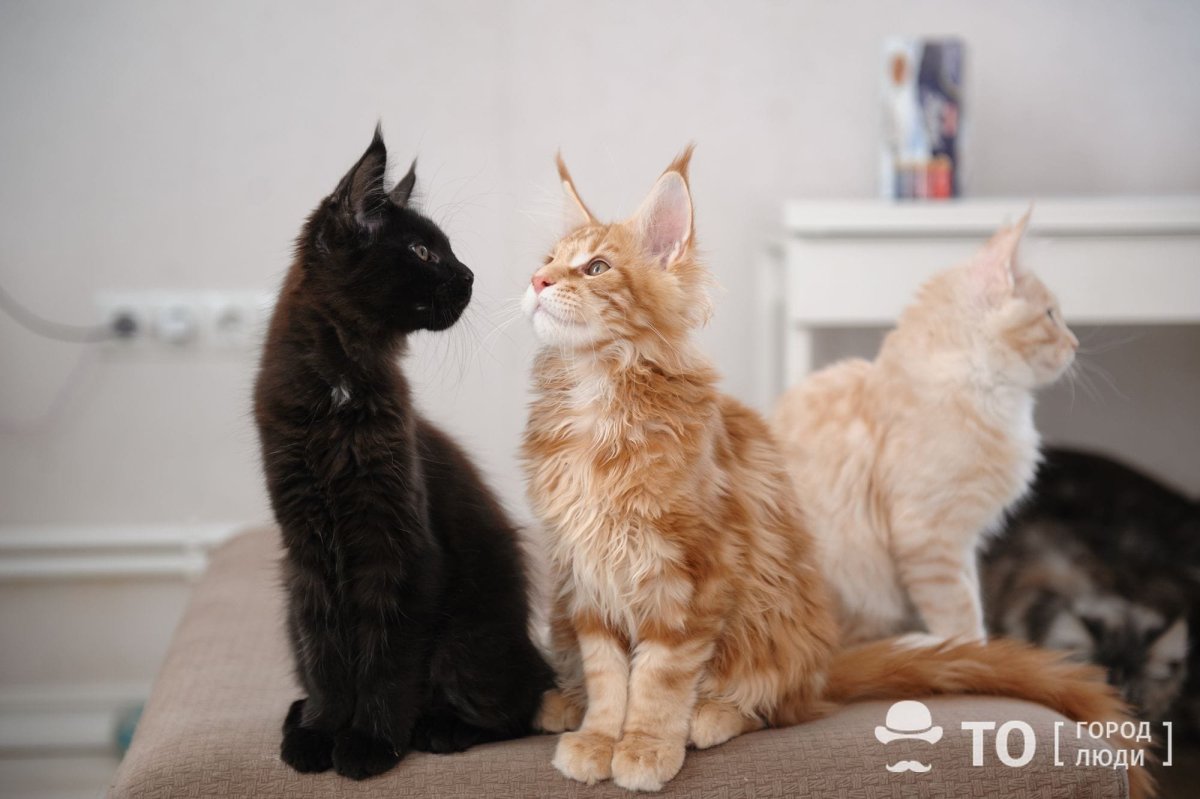 Мейн кун и лабрадор