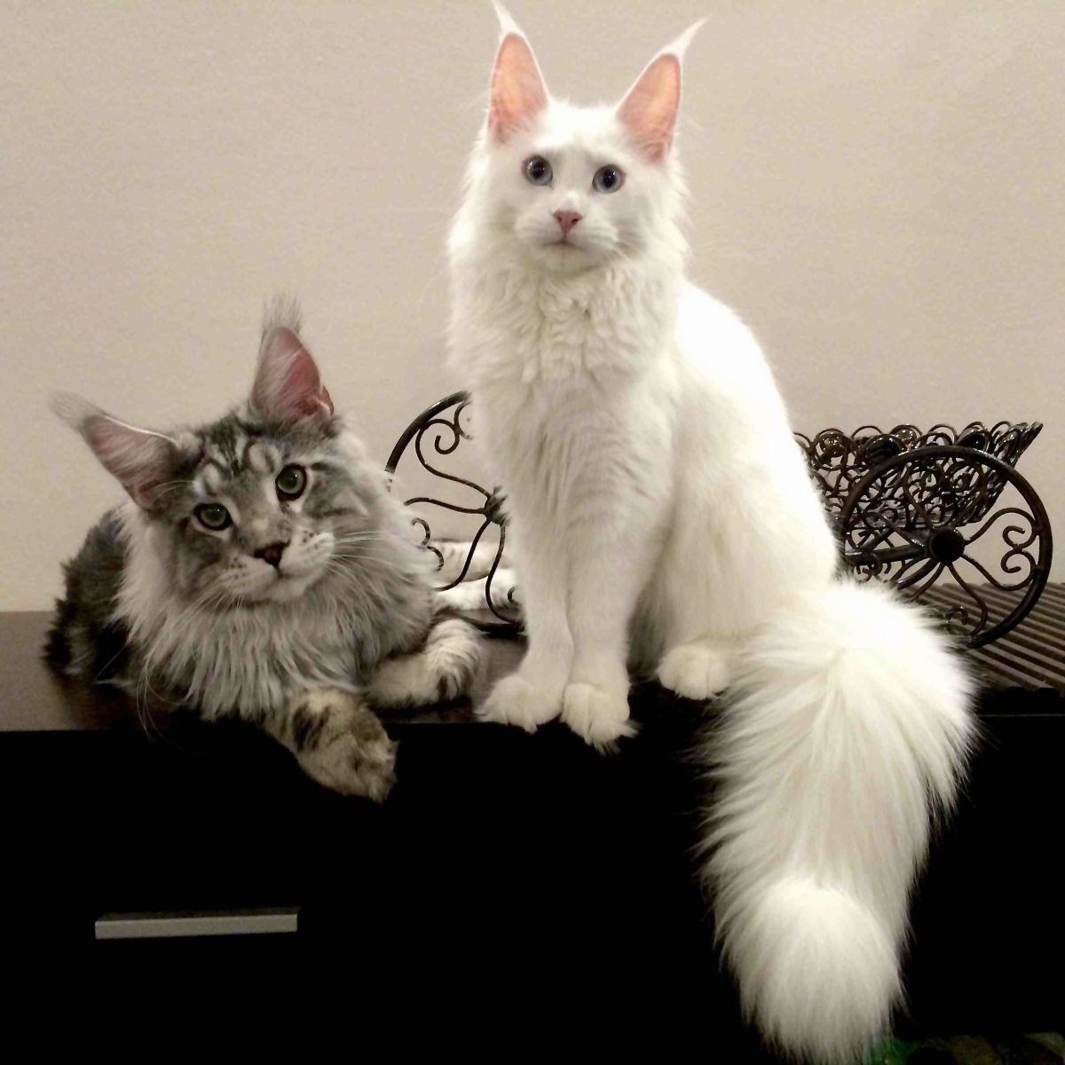 Манчкин и Мейн кун