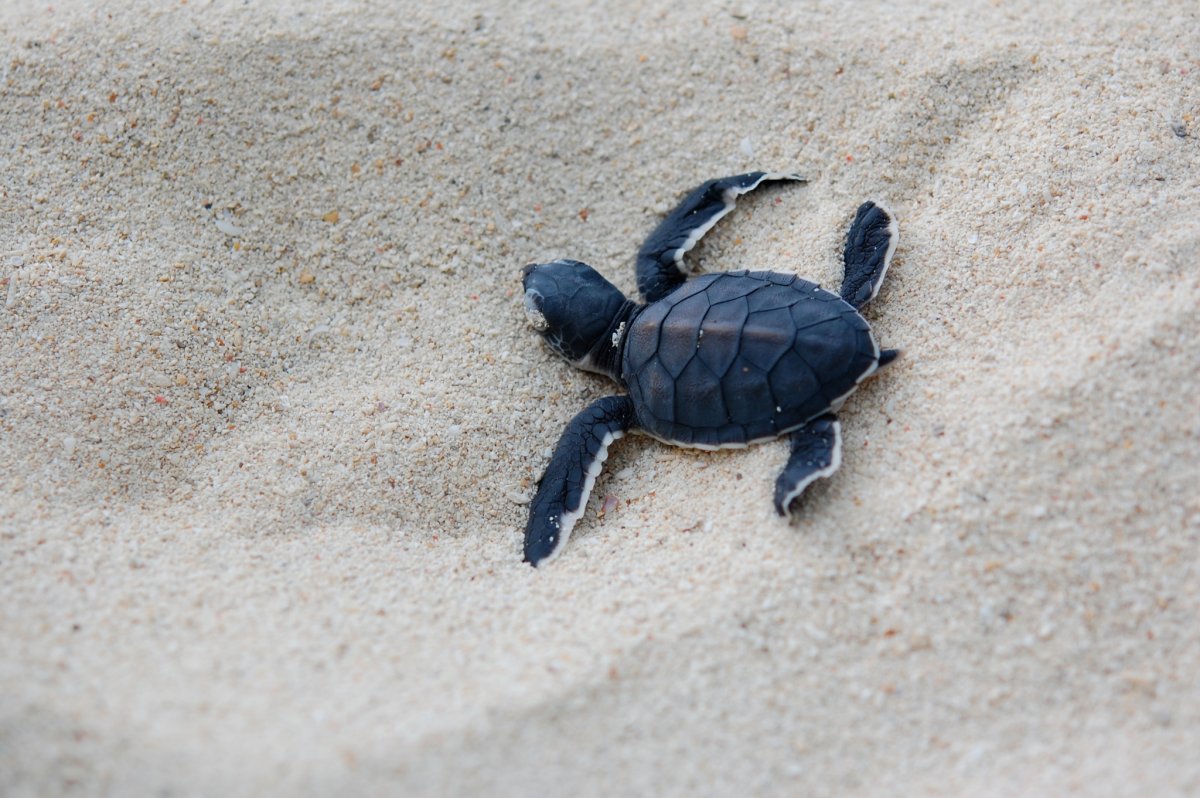 Морская черепаха