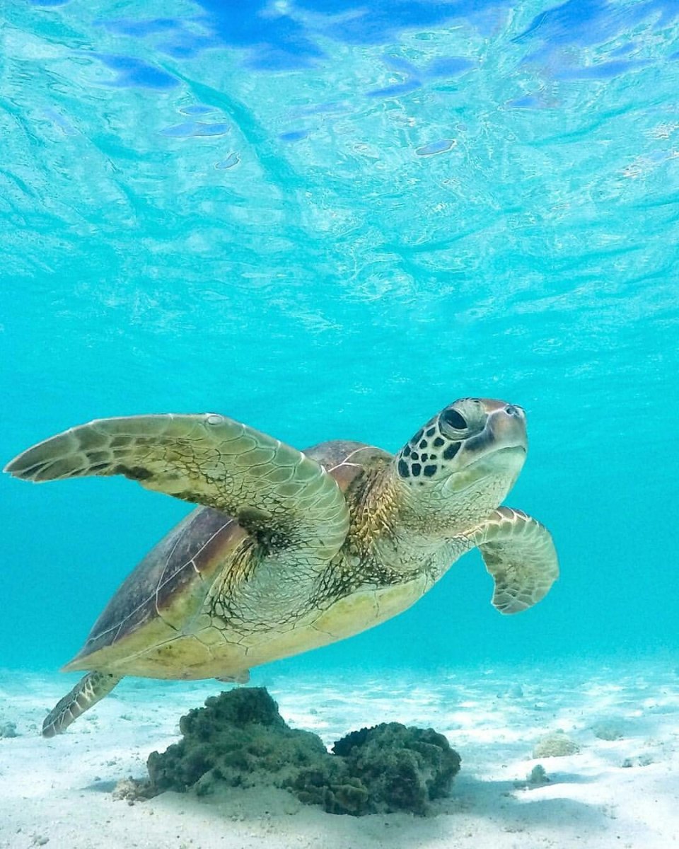 Пластик внутри животных