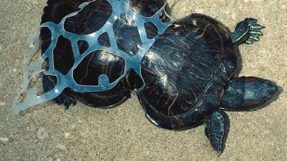 Морские черепахи много