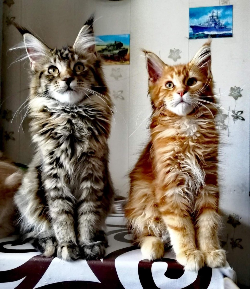 Мейн кун Эволюция