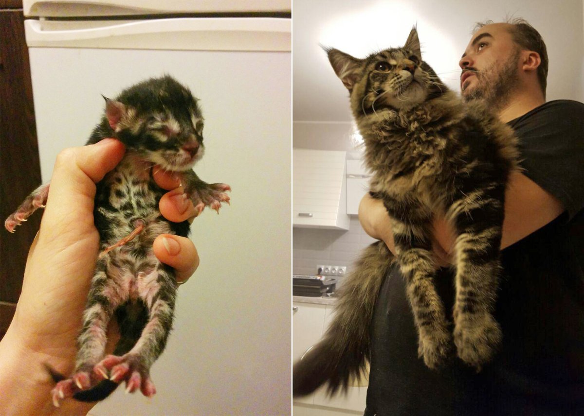 Смешных котиков которые имеют ввиду там есть человеки