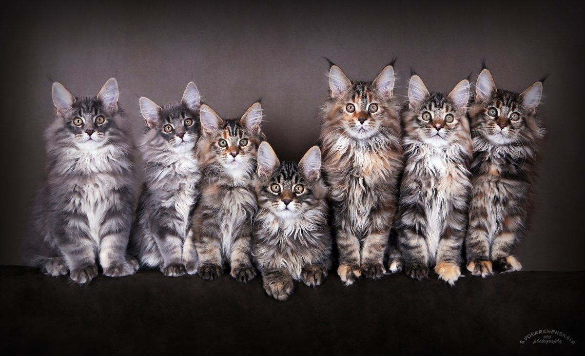 Американский Мейн кун