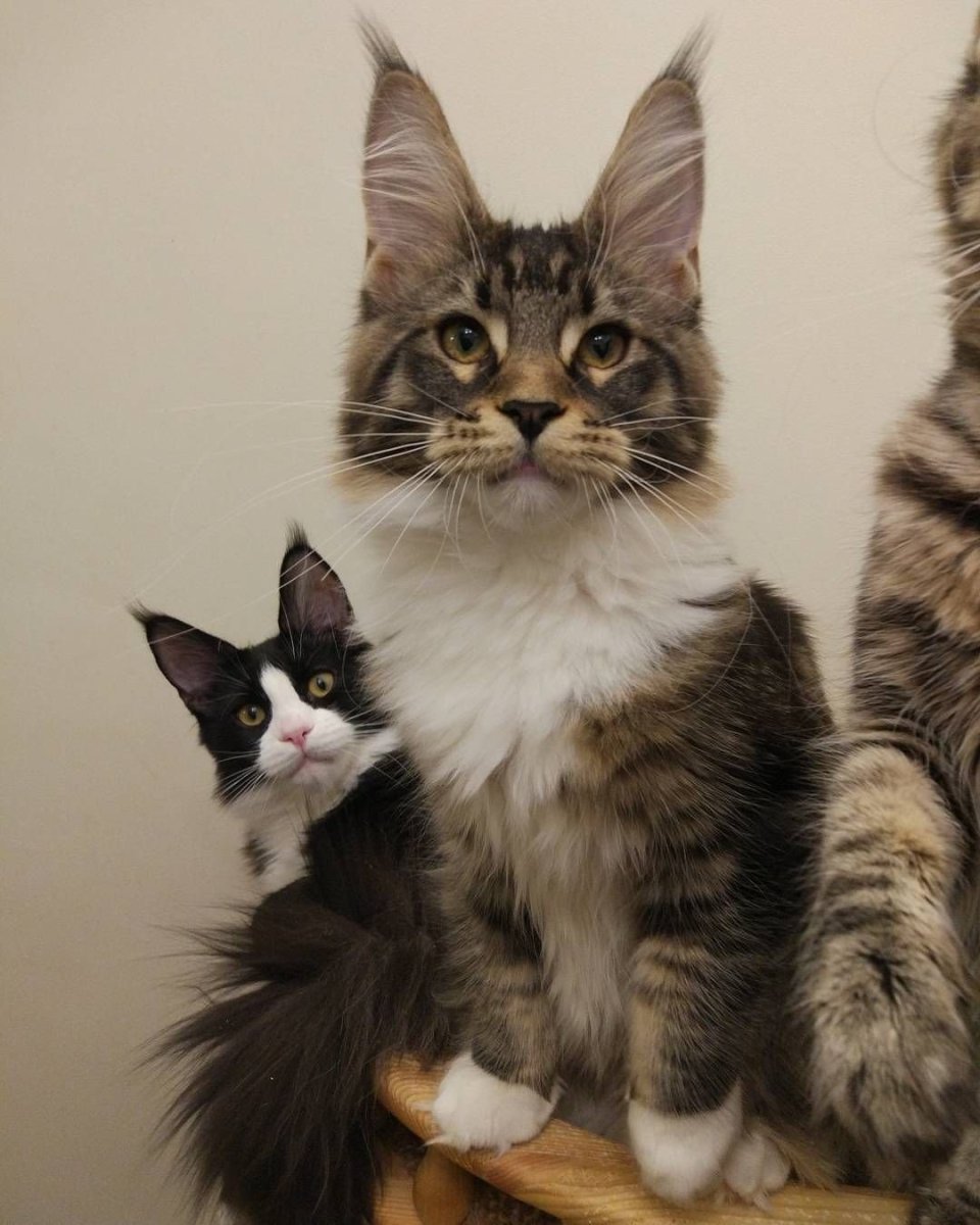 Мейн кун и Норвежская Лесная