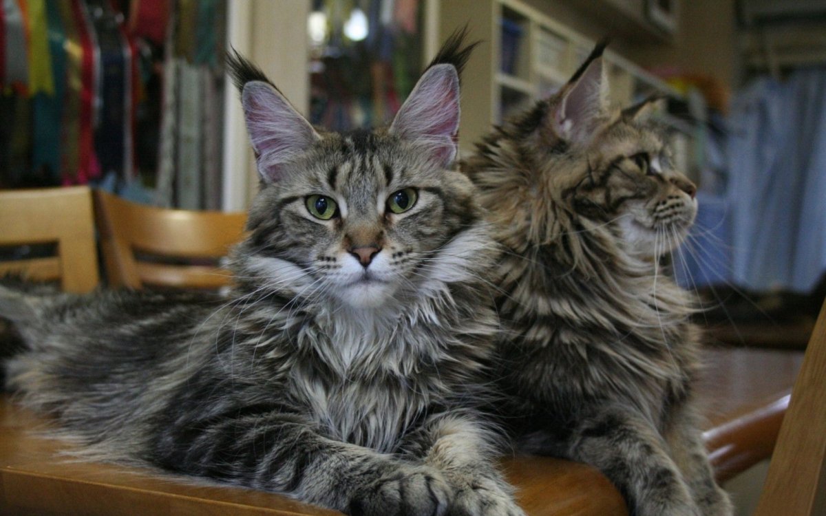 Рысь и Мейн кун