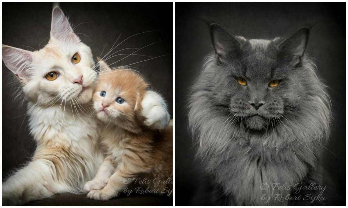 Мейн кун и британец