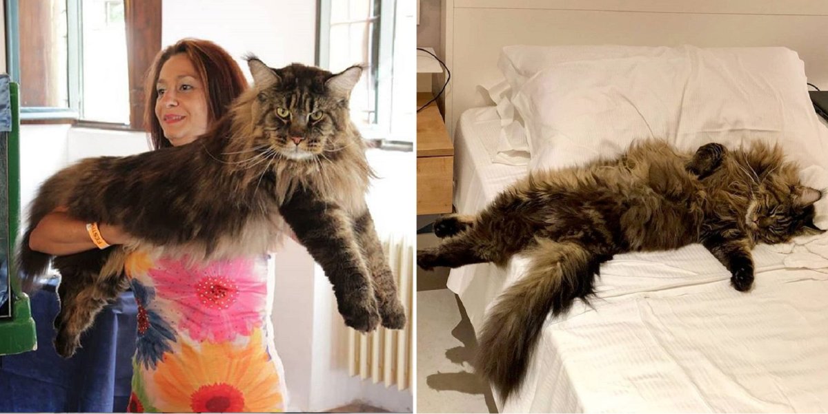 Баривель кот