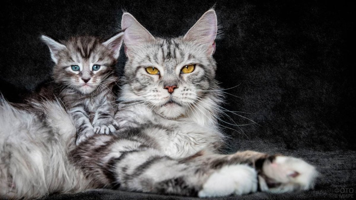 Мейн кун вискас