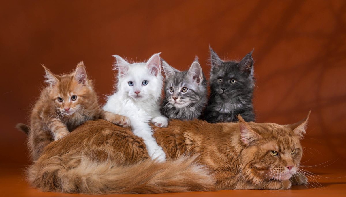 Кошка Мейн кун с котятами