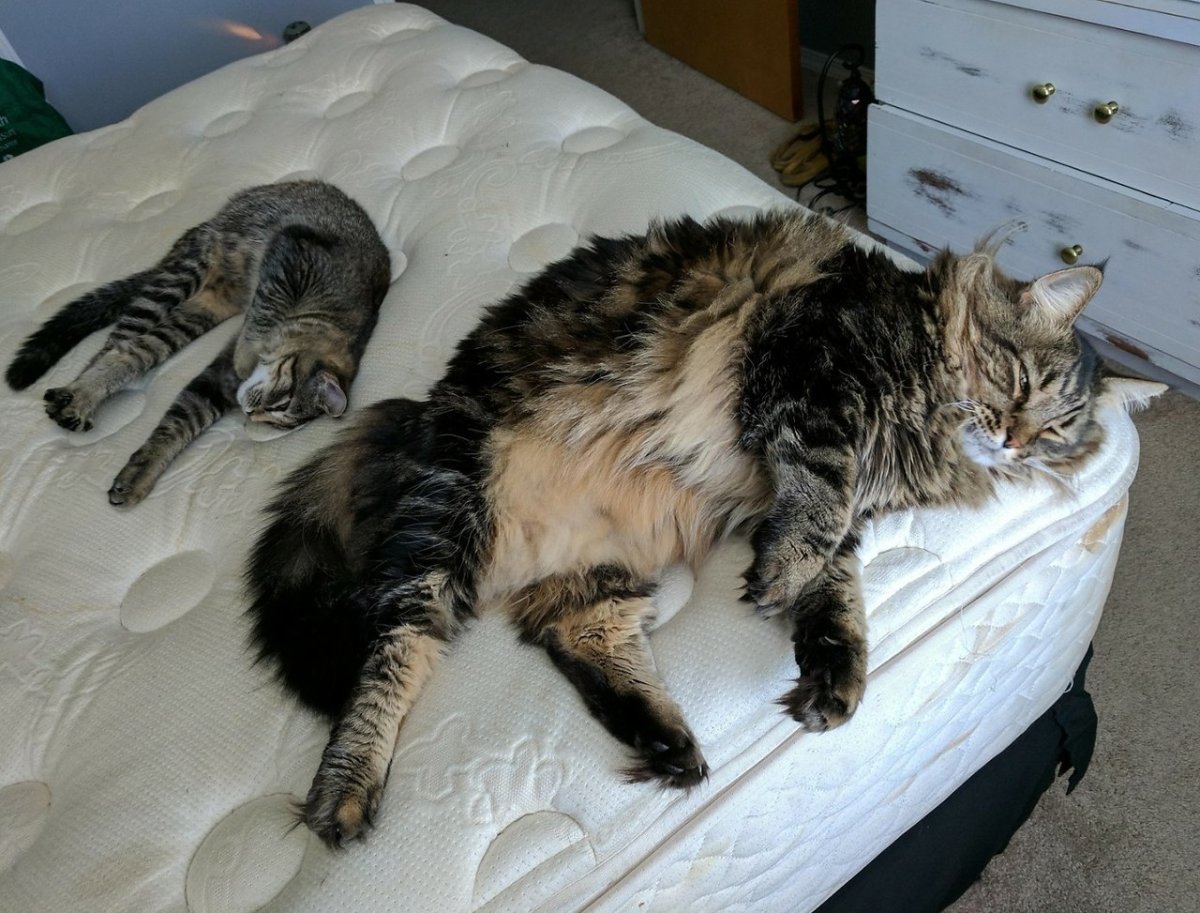 Мейн кун и обычная кошка в сравнении