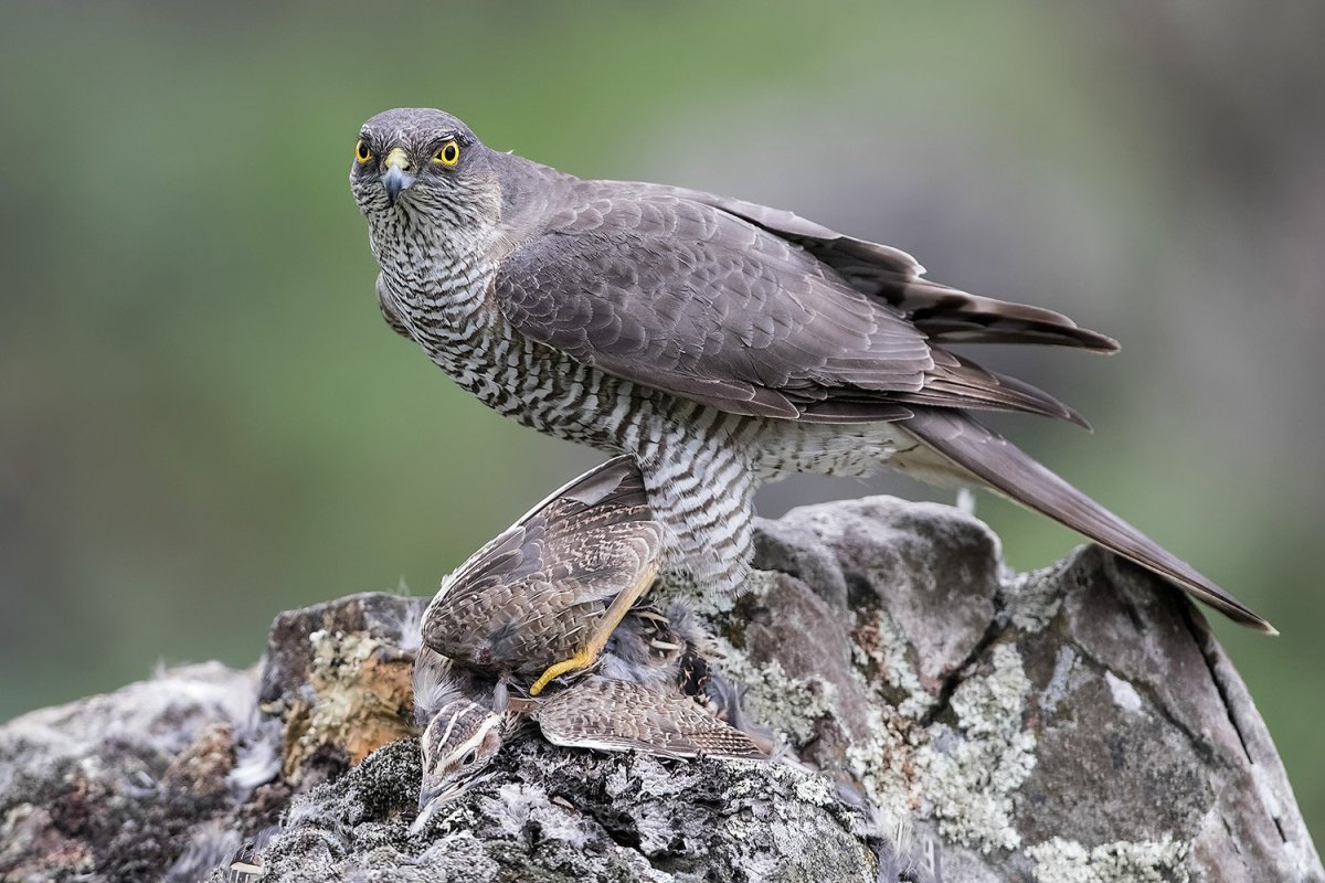 Лунь птица семейства ястребиных