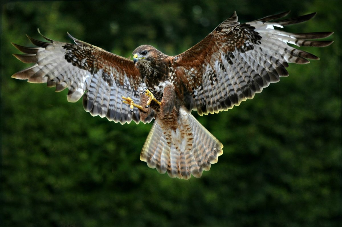 Ястреб канюк