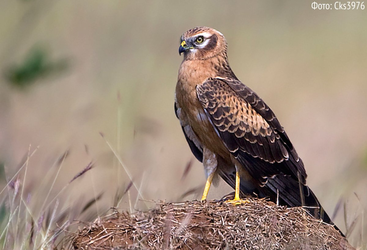 Болотный Лунь Ястребиные