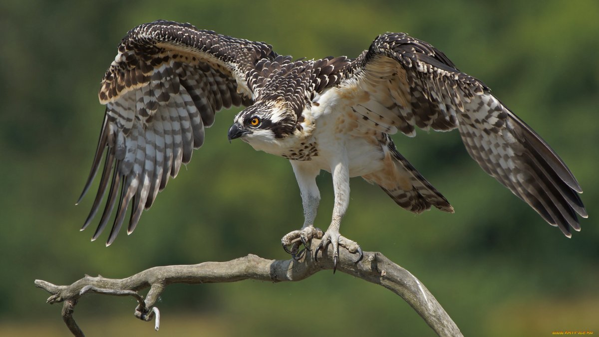 Отряд Соколообразные (Хищные птицы)