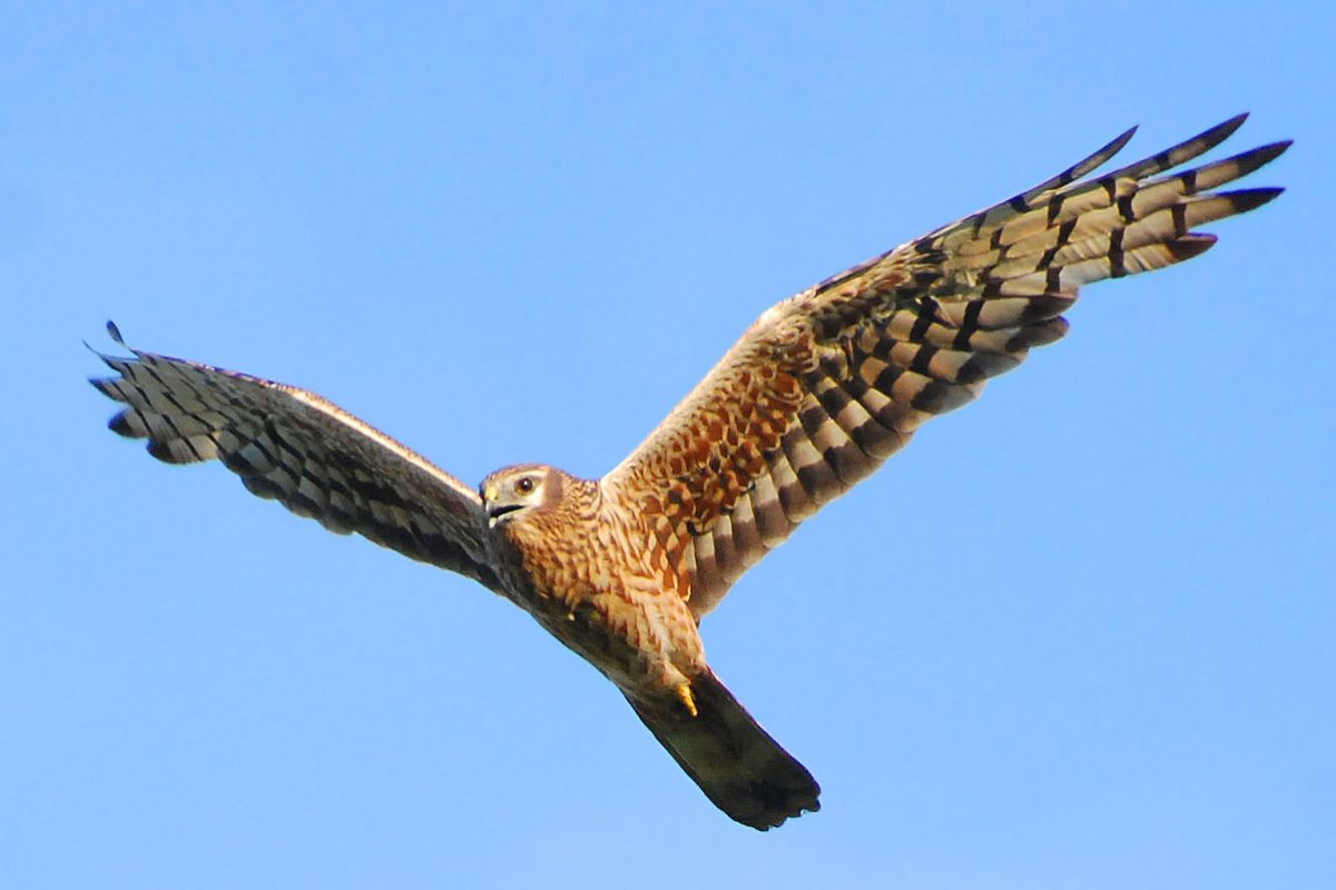 Полевой Лунь самец