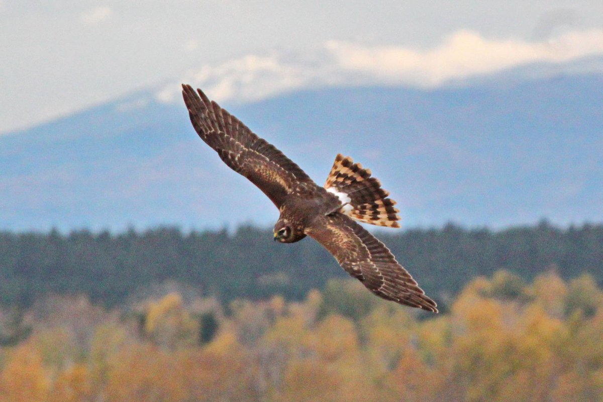 Луговой Лунь Алтай