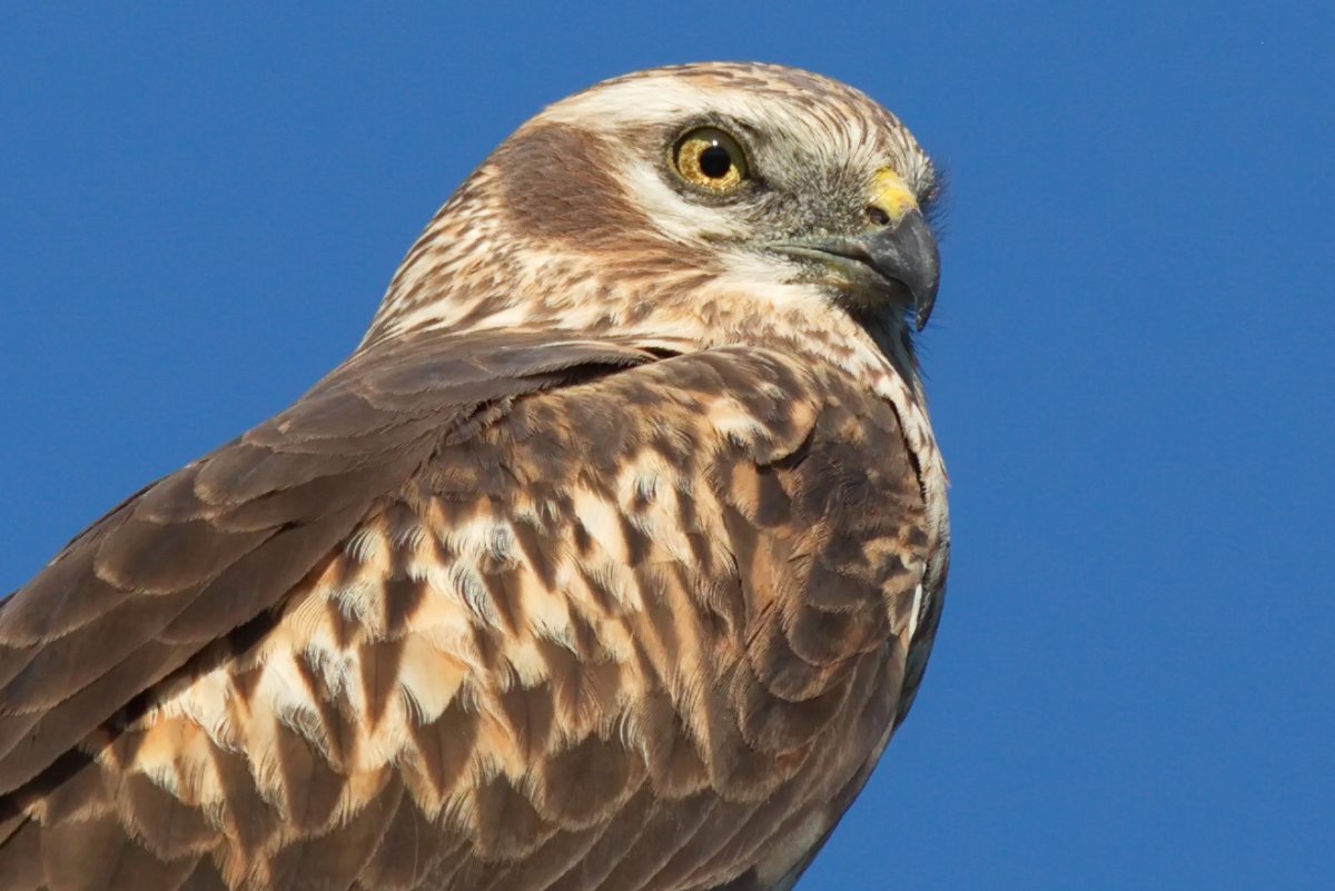 Хищная птица Степной Лунь?