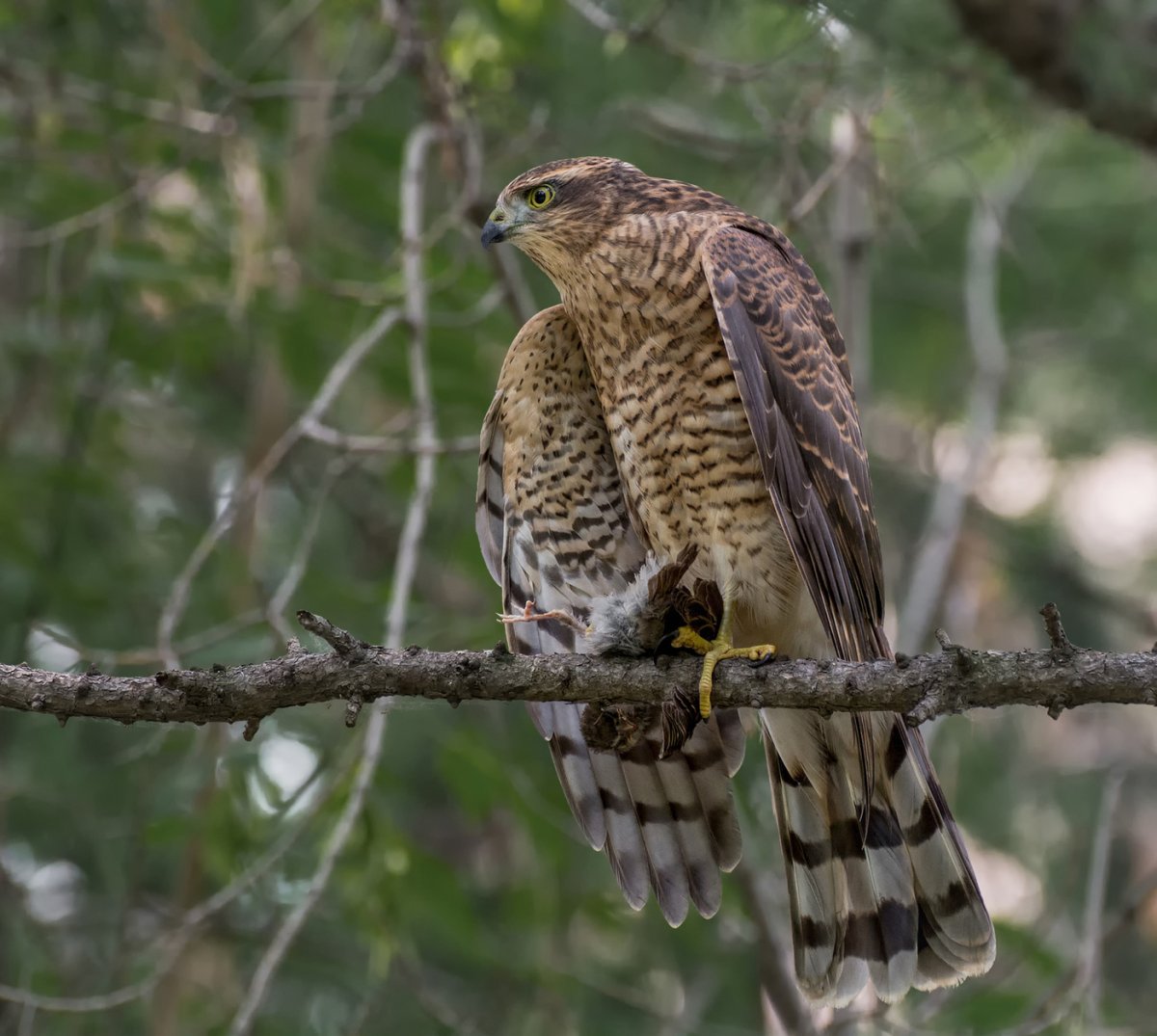 Беркут тетеревятник