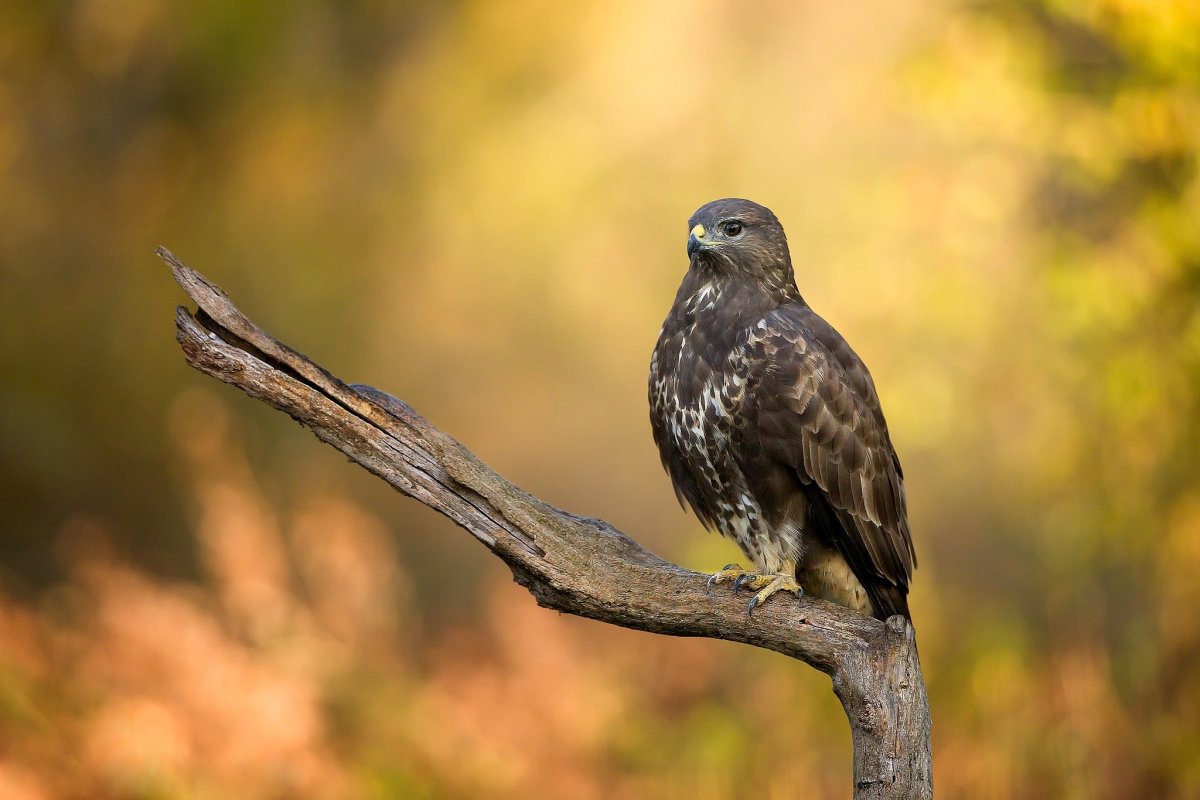 Беркут балобан