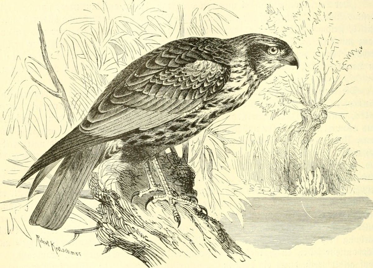 Обои на рабочий стол ястреб