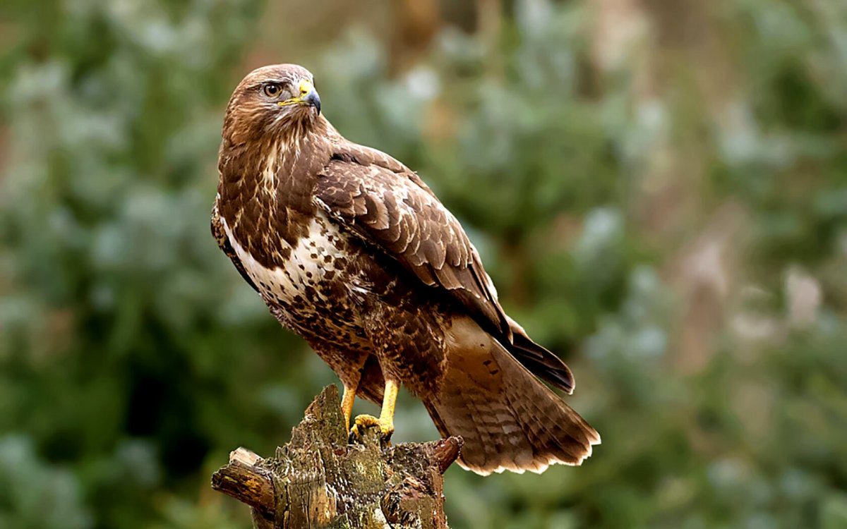 Лунь птица семейства ястребиных