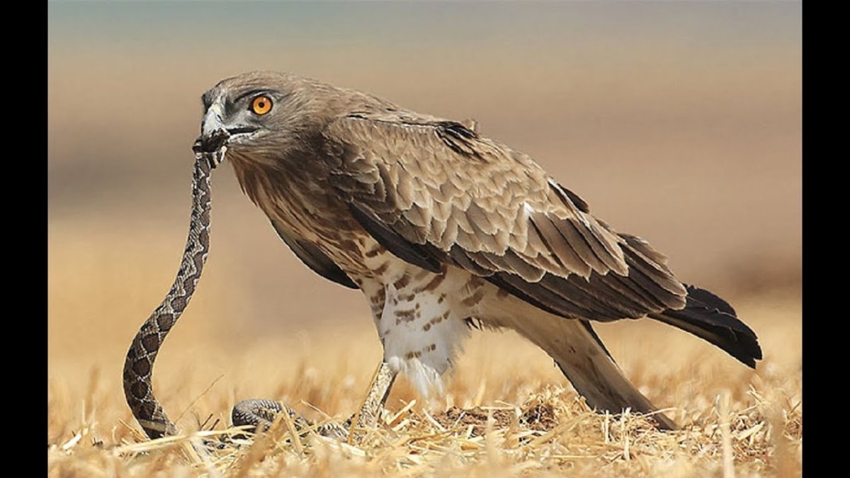 Краснохвостый ястреб - краснохвостый канюк