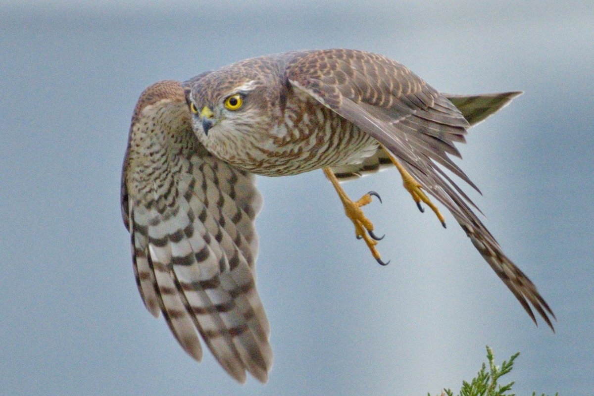 Ястреб Кобчик