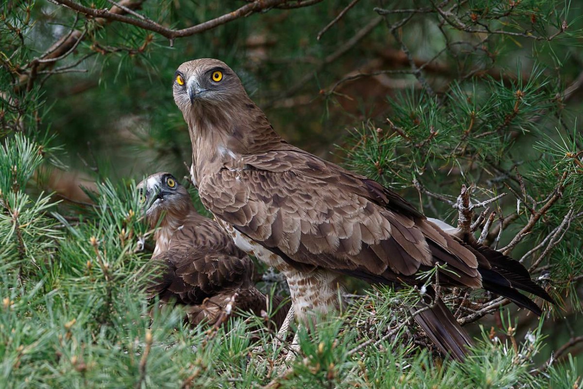 Ястреб канюк Орел