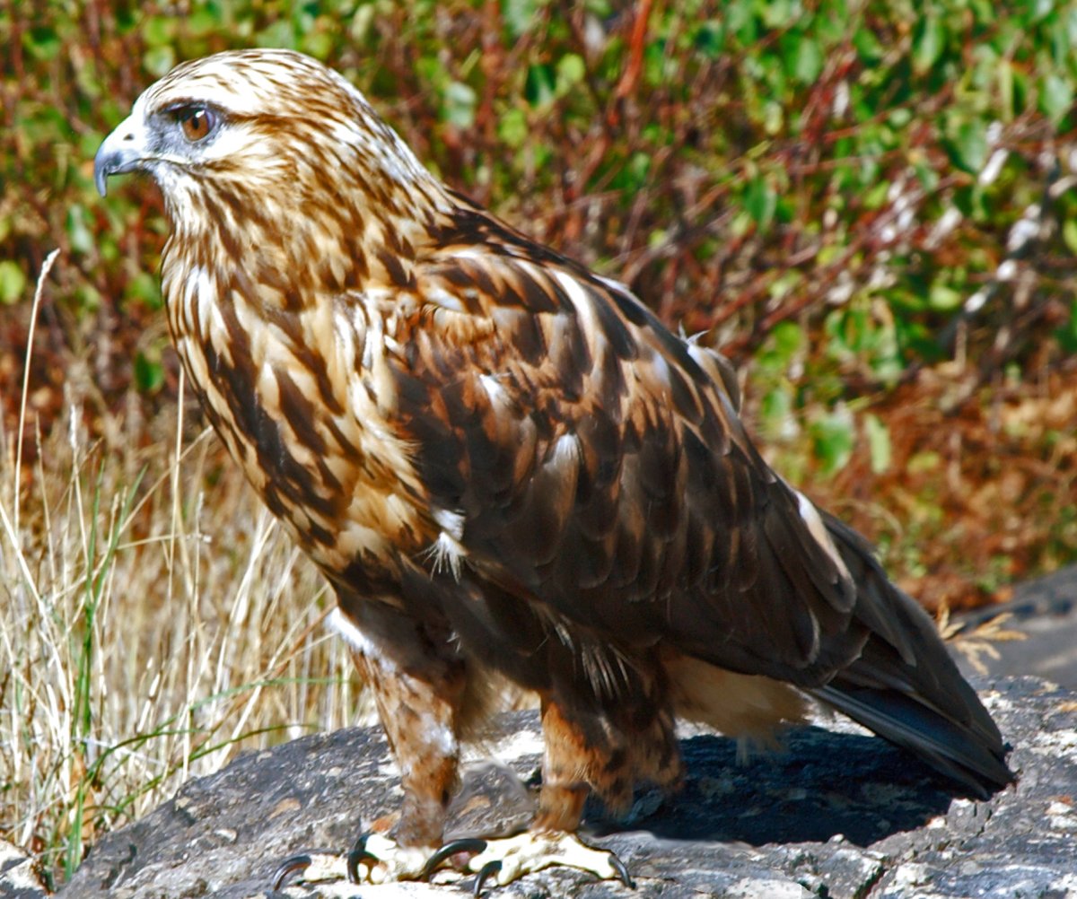 Полевой Лунь