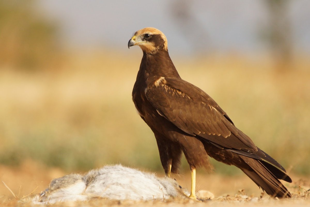 Сокол пустельга