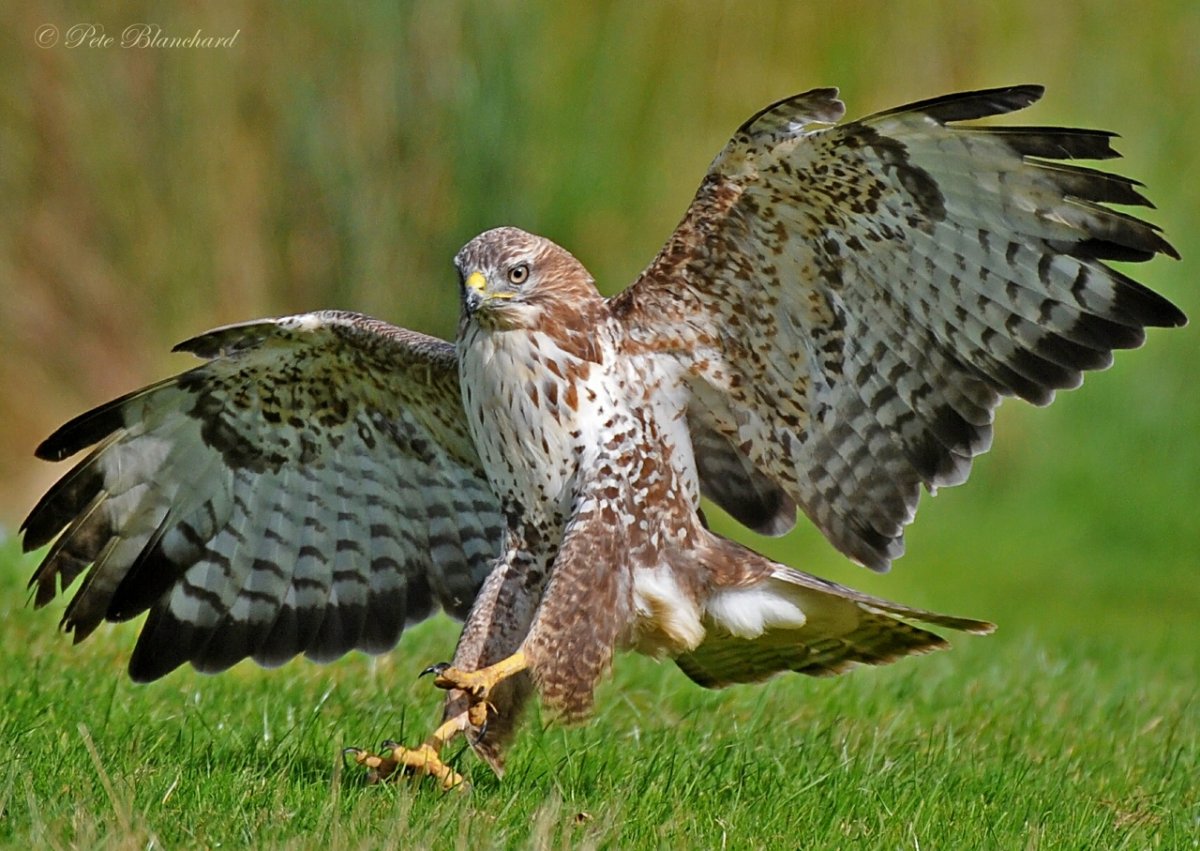 Ястреб канюк Орел